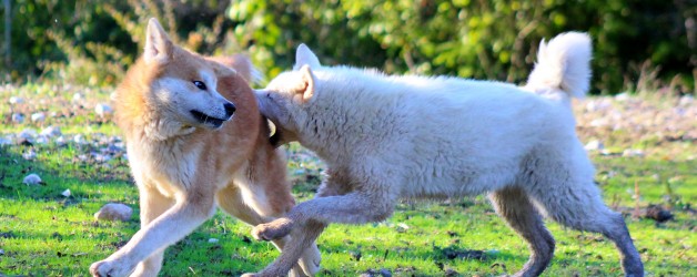 Deux nouveaux venus à l’Eden !