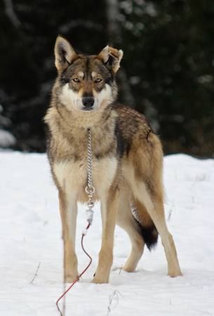 chien-loup-de-saarloos