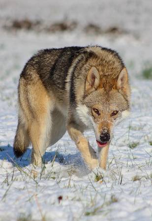 chien-loup-de-saarloos