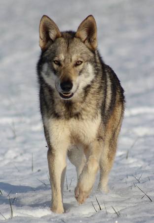 chien-loup-de-saarloos