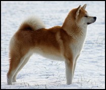 akita-inu-kaede