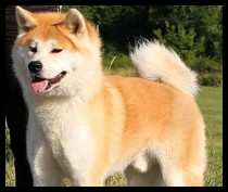 akita-inu-hayate