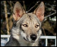 chien-loup-de-saarloos-nayéli