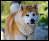 akita-inu-hako