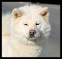 akita-inu-mayumi