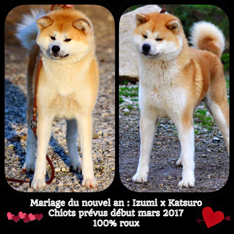 Chiots | Elevage Akita inu - L'Eden des Shokou