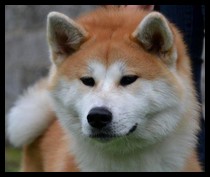 akita-inu-miyako