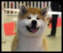 akita-inu-hatsu