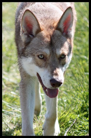 chien-loup-de-saarloos-roux