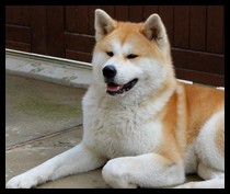 akita-inu-hoshi