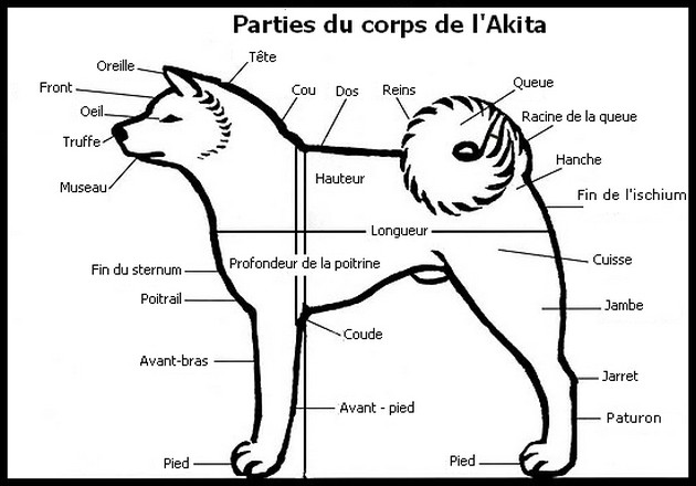 corps-akita-inu