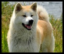 akita-inu-saya