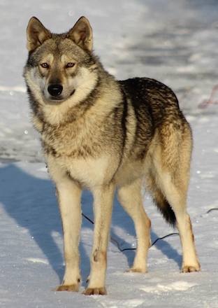 chien-loup-de-saarloos