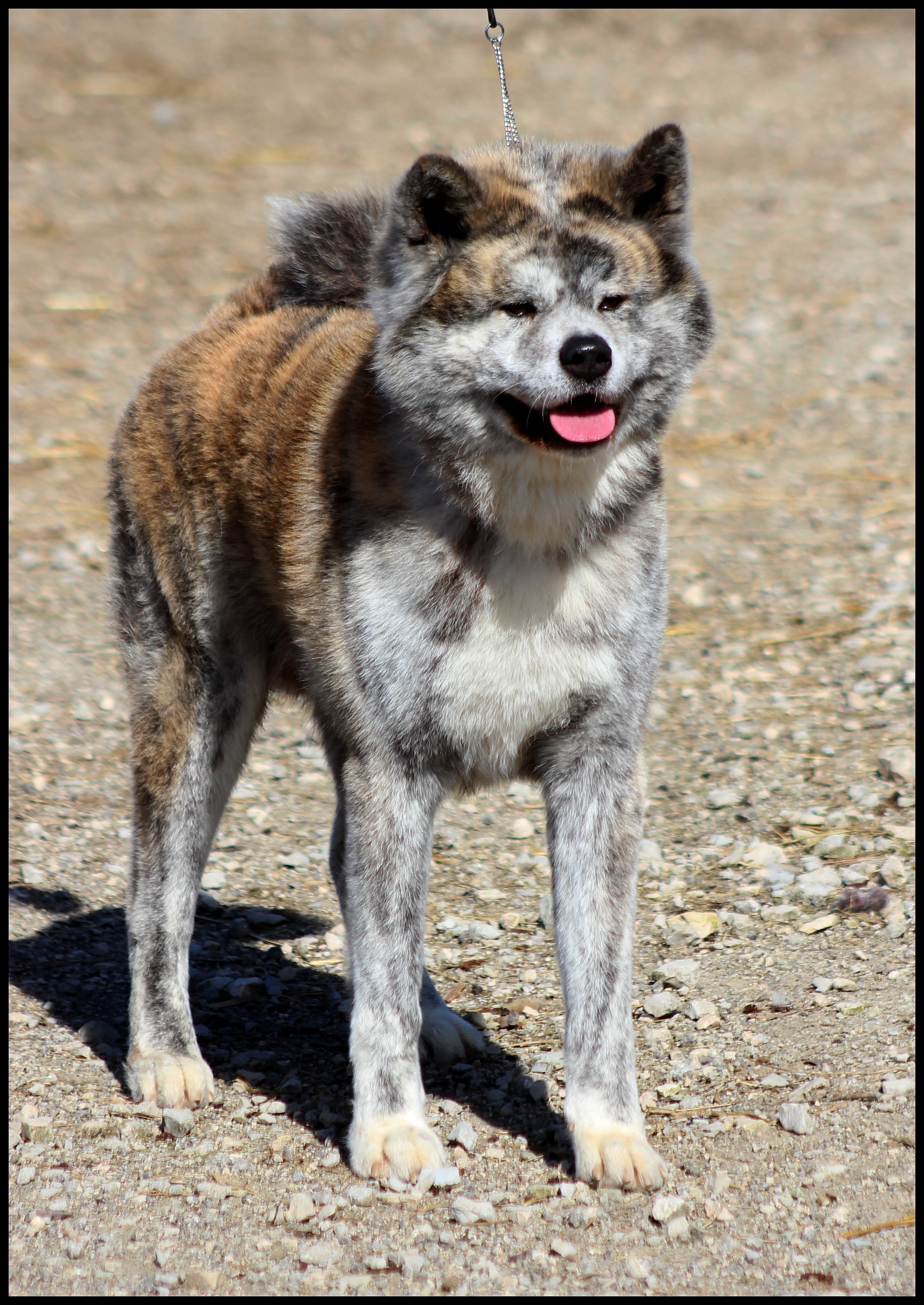 akita-inu-bringé