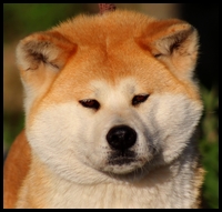 akita-inu