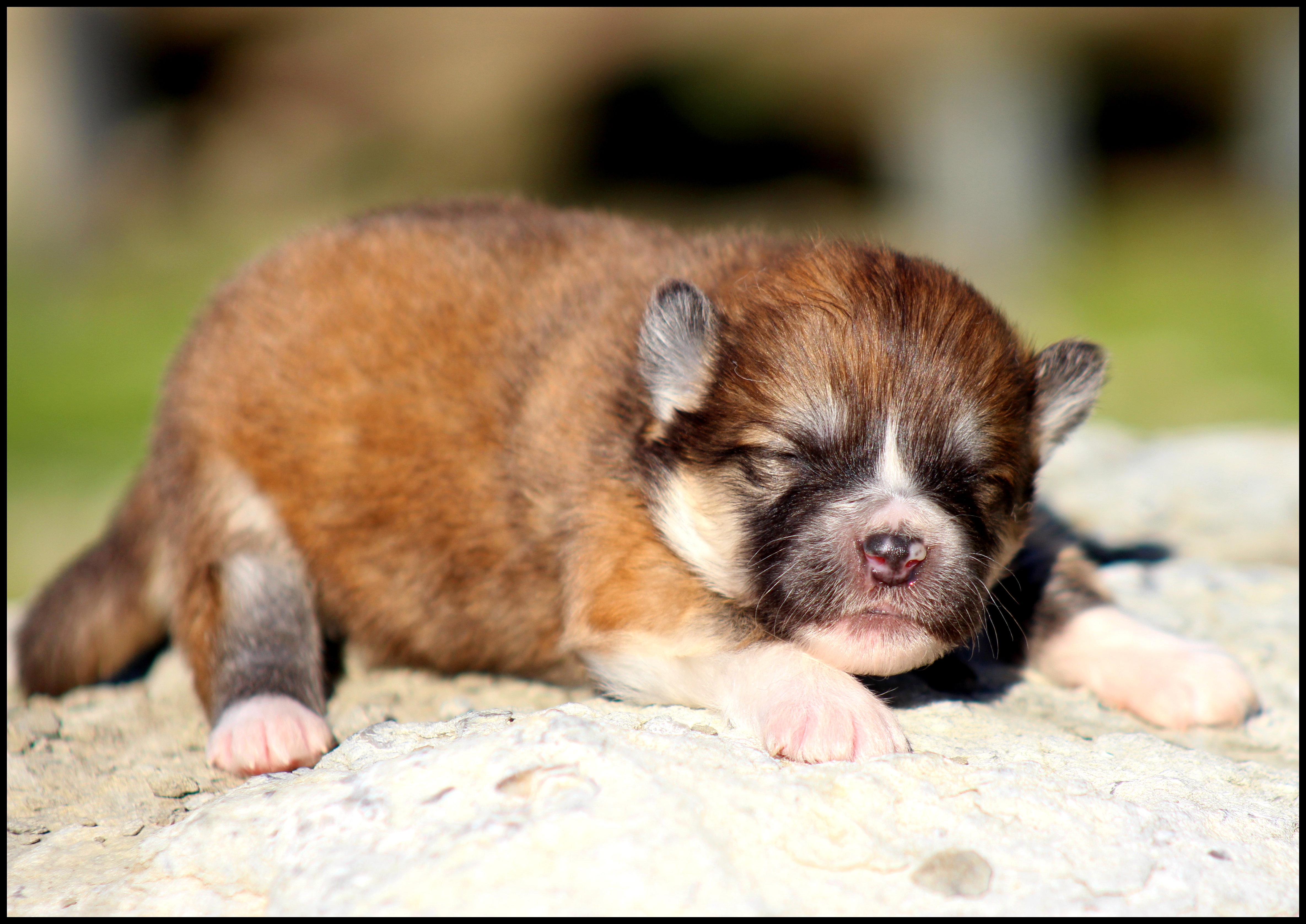 Chiots | Elevage Akita inu - L'Eden des Shokou