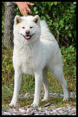 akita-inu-blanc-mayumi