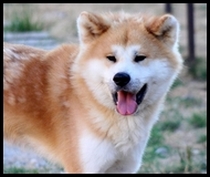 Momotaro