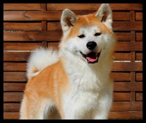 akita-inu-ayo