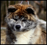 akita-inu-bringée