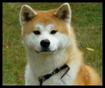 akita-inu-genji