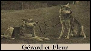 chien-loup-de-saarloos-origine