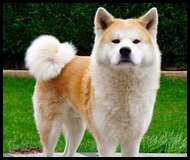 akita-inu