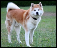 akita-inu