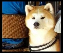 akita-inu-ichigo