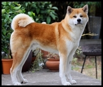 kinai