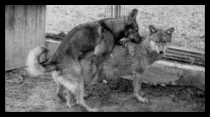 chien-loup-de-saarloos-origine