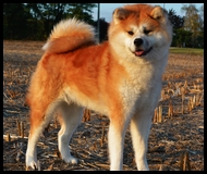 miyuki