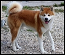 ookami
