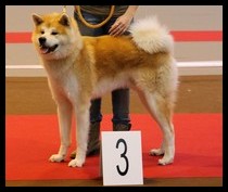 akita-inu-plume