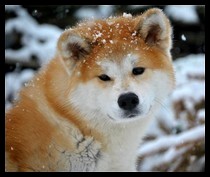 akita-inu-setsuki