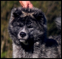 Mâles | Elevage Akita inu - L'Eden des Shokou