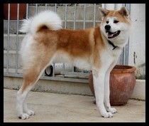 akita-inu-tsuki