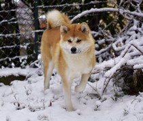 akita-inu-roux