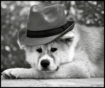 akita-inu