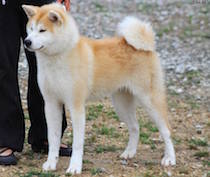 akita-inu