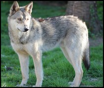 saarloos
