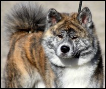 akita-inu