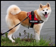 akita-inu