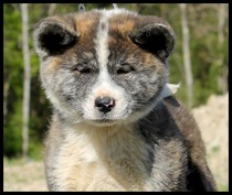 chiot-akita-inu