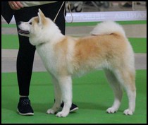 akita-inu-roux