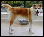 akita-inu