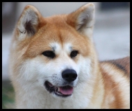 akita-inu