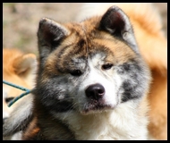 akita-inu