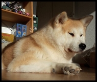 akita-inu