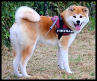 akita-inu